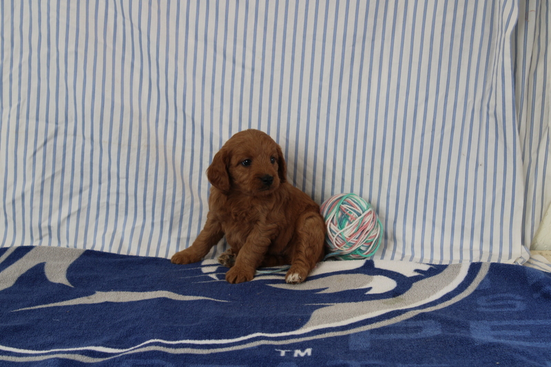 puppy, for, sale, Mini Golden Doodle F1, Matthew B. Stoltzfus, dog, breeder, Gap, PA, dog-breeder, puppy-for-sale, forsale, nearby, find, puppyfind, locator, puppylocator, aca
